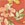 Cool Coral_sample